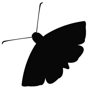Moth PNG