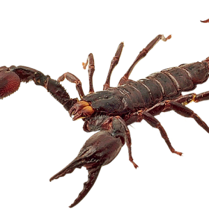 Scorpion PNG