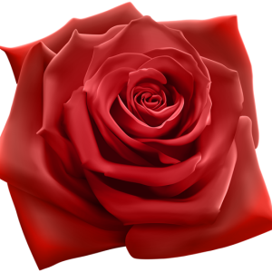 Rose PNG