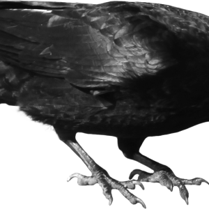 Crow PNG image