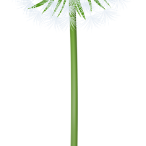 Dandelion PNG