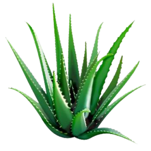 Aloe vera PNG