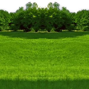 Forest PNG