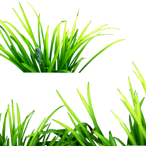 Grass pieces PNG