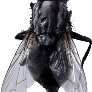 fly PNG image