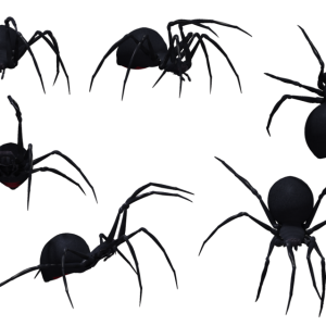 Black widow spider PNG image