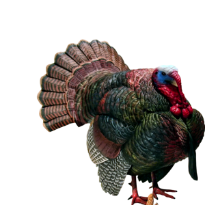 Turkey bird PNG