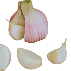 Garlic PNG