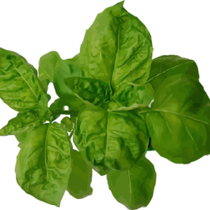Spinach PNG
