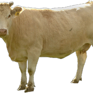 beige cow PNG image