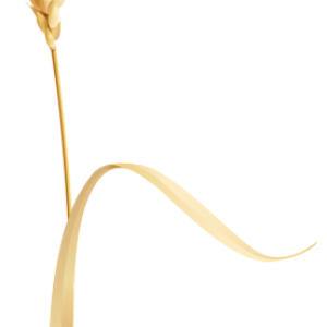 Wheat PNG