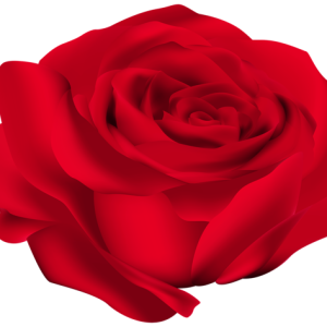 Rose PNG