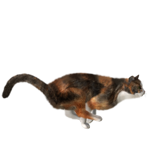 cat png image, free download picture, kitten