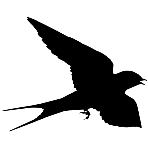Swallow PNG