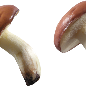 Mushroom PNG image