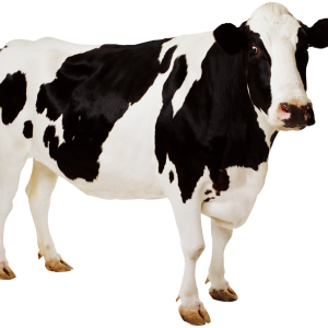 cow PNG
