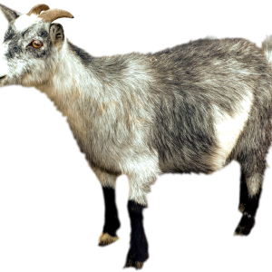 Goat PNG