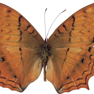 Butterfly PNG