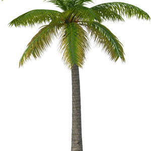 Palm tree PNG