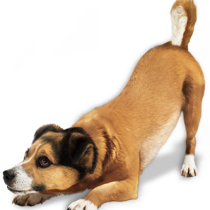 dog png image, picture, download, dogs