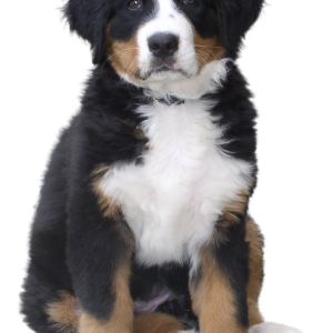 dog PNG image
