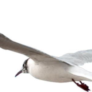 Gull PNG