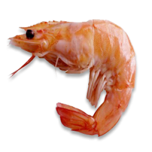 Shrimps PNG