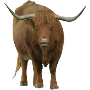 Bison PNG