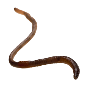 earthworm worm PNG