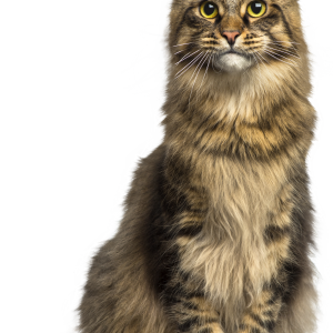 big cat PNG