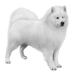 Samoyed PNG
