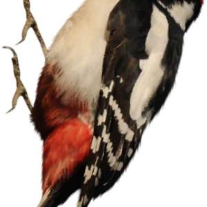 Woodpecker PNG