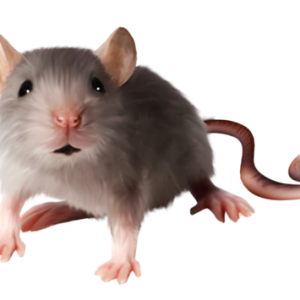 mouse, rat PNG image