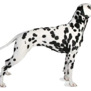 Dalmatian PNG