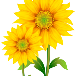 Sunflower PNG