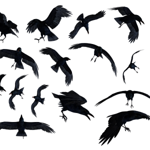 Raven PNG