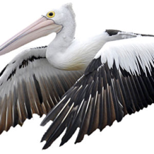 Pelican PNG