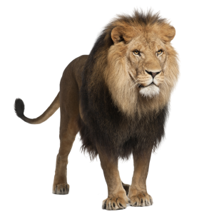 Lion PNG image, free image download, picture, lions