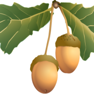 Acorn PNG image, free, acorns