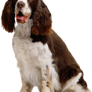 Dog PNG