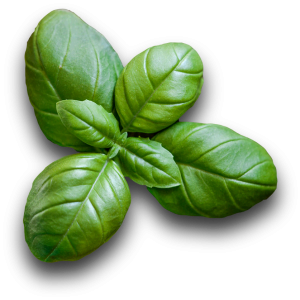 Basil PNG
