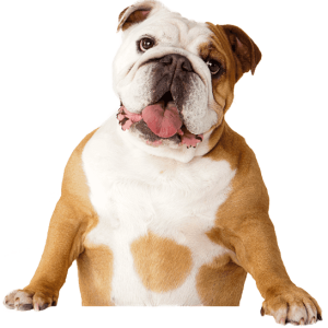 Bulldog PNG