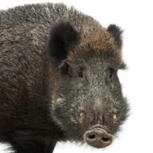 Boar PNG