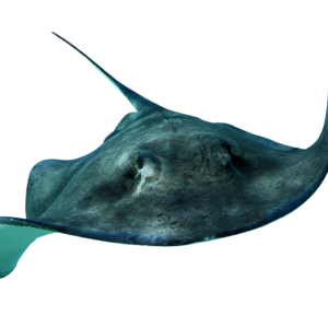 Stingray PNG