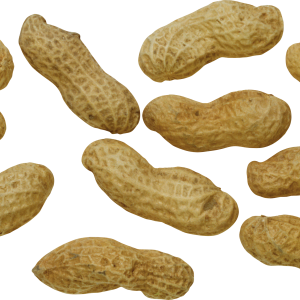 Peanut PNG