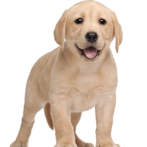 Labrador Retriever PNG