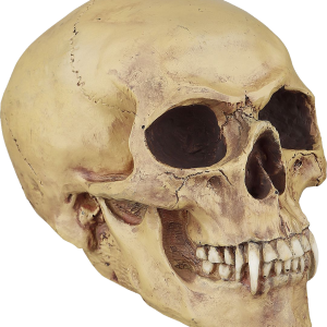 Skull PNG