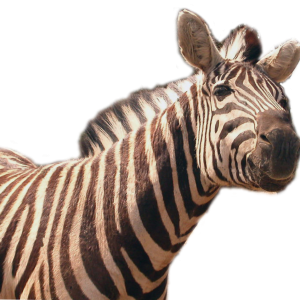 Zebra PNG image