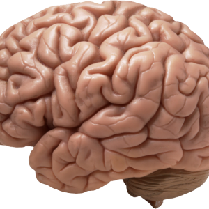 Brain PNG