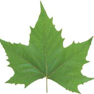 Green leaf PNG
